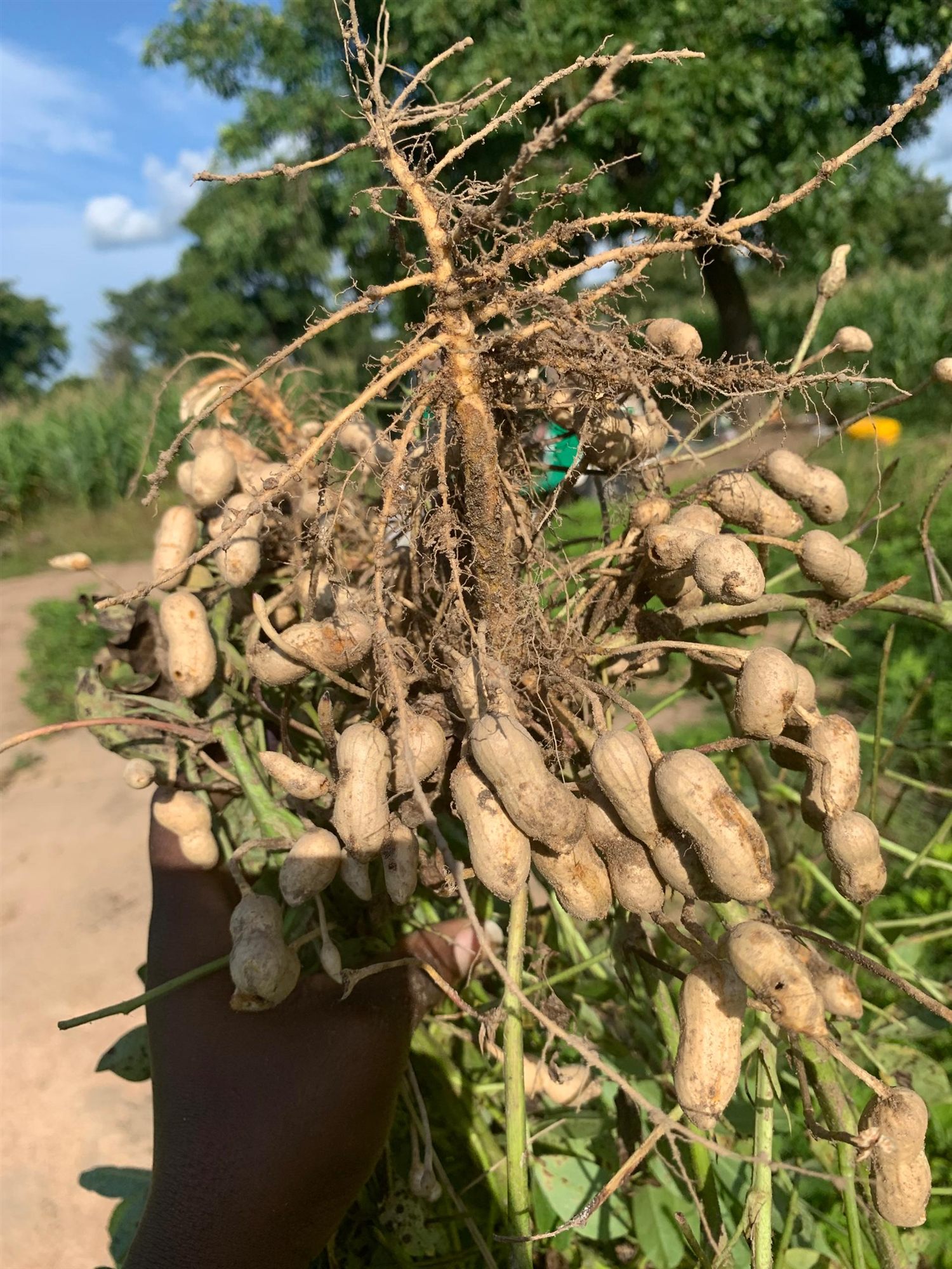 A freshly pulled groundnut plant from the Influx farm, green leaves and groundnuts on its roots